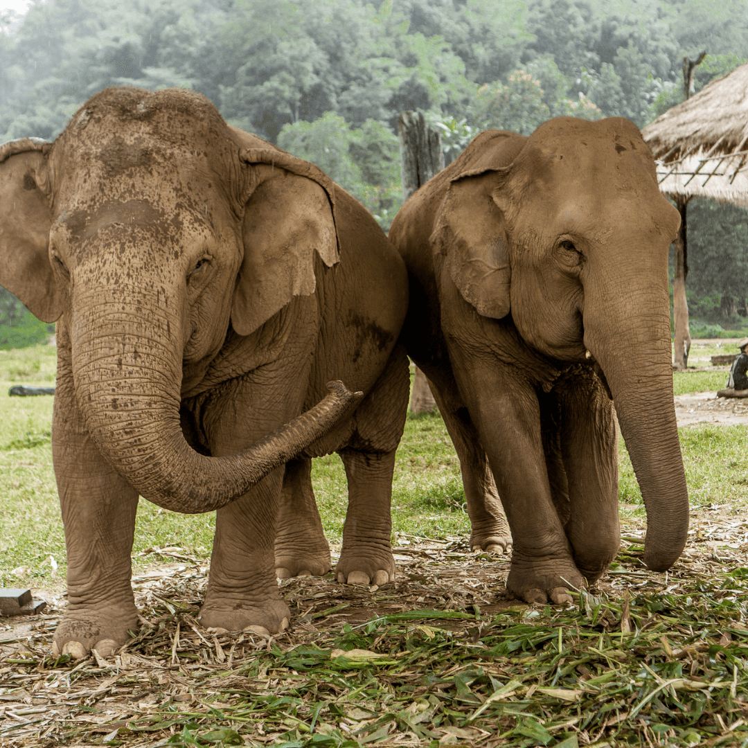 Tailandia Ellas por el Mundo34
