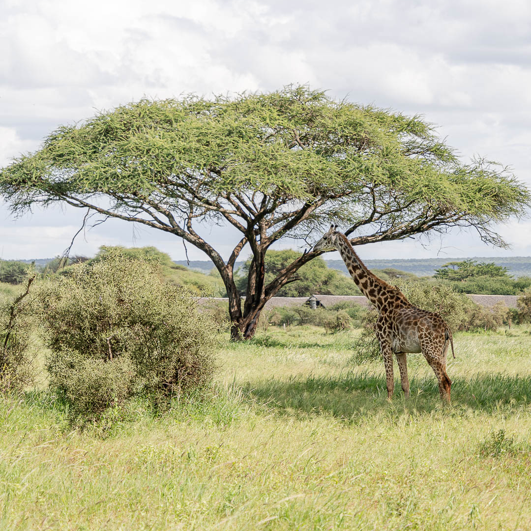 safari, Kenia con Ellas por el Mundo305