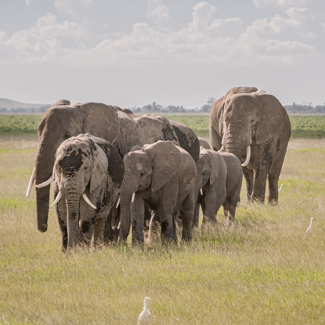 safari, Kenia con Ellas por el Mundo306