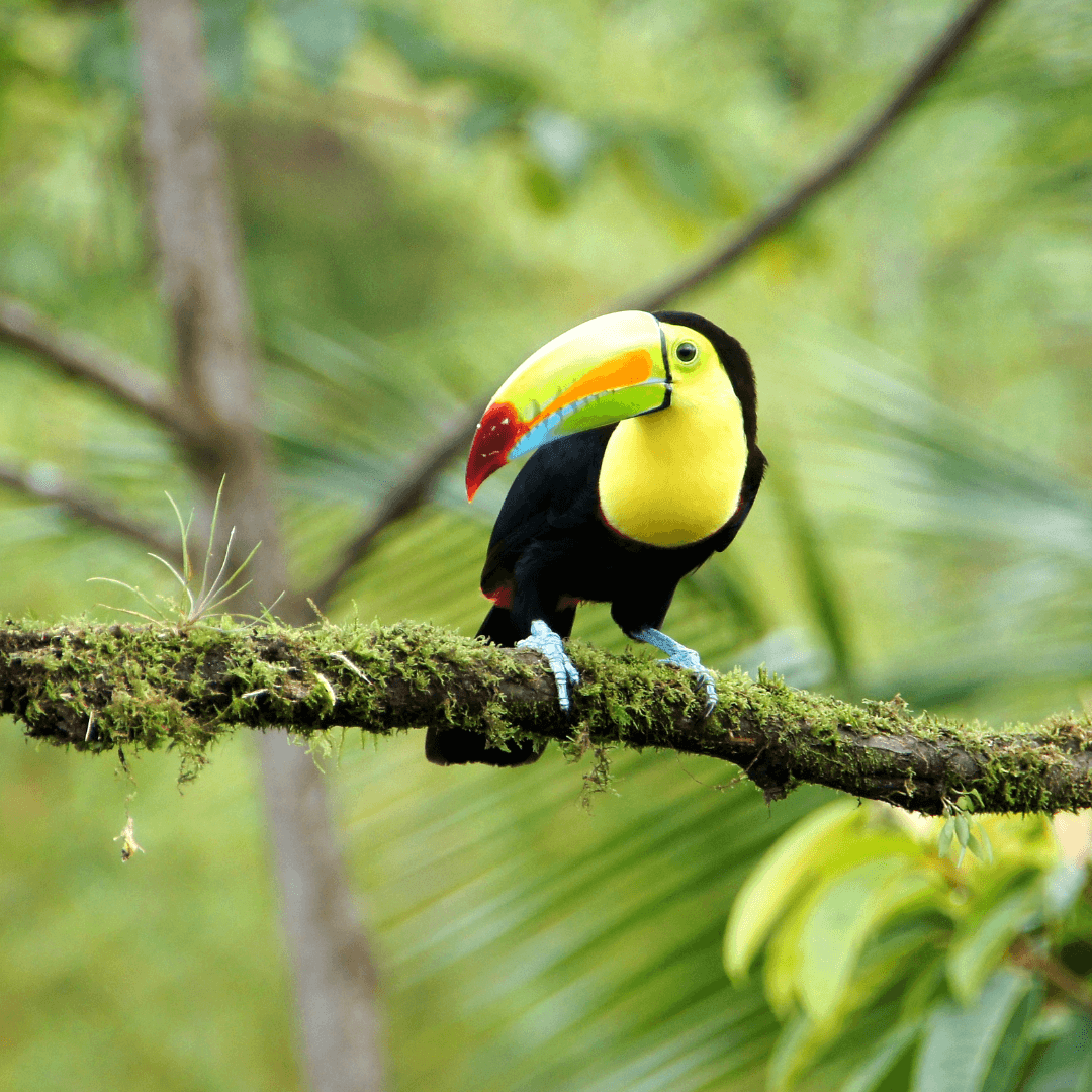 Costa Rica viaje para mujeres - Ellas por el Mundo8